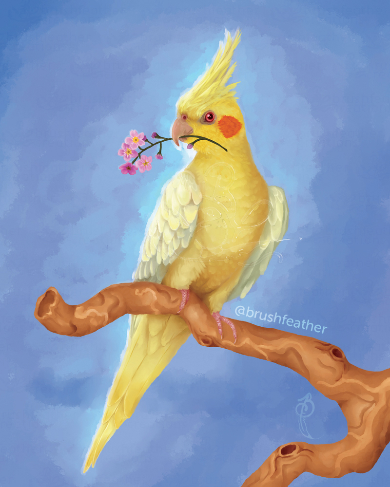 A digital painting of a lutino cockatiel sitting on a Java tree branch with a pink forget-me-not in its beak. The background is a soft blue wash colored to give the bird a bit of a glow. 